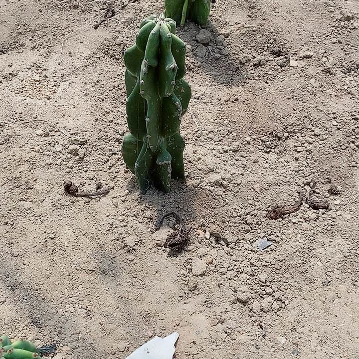 40公分左右象腿脱土发货量天尺