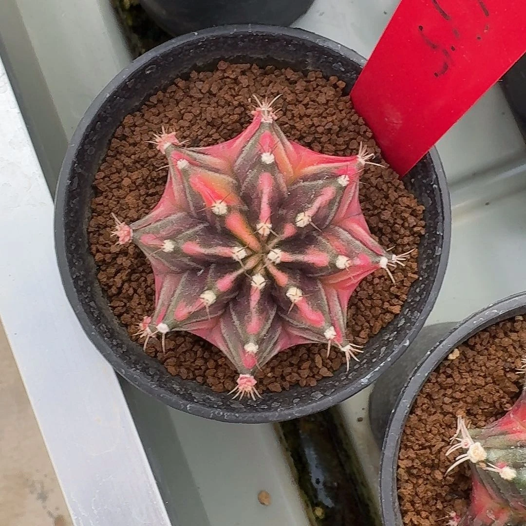 L555-1122广东发货 749