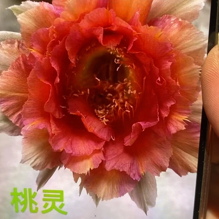 香香桃灵侧芽2公分左右