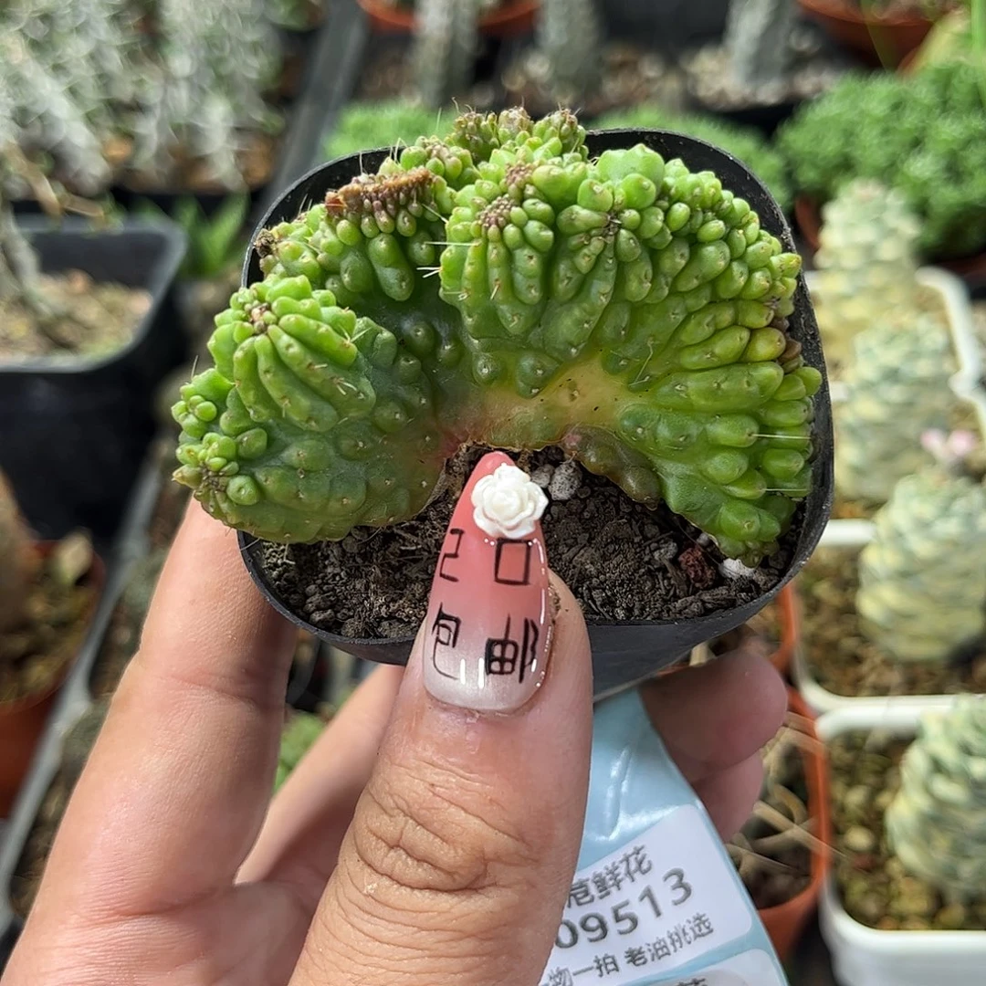 就这个死样子单头发货