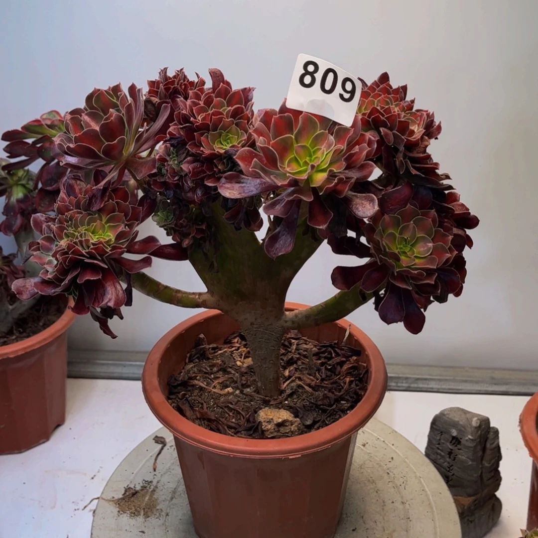 多肉法师花纳锦缀809