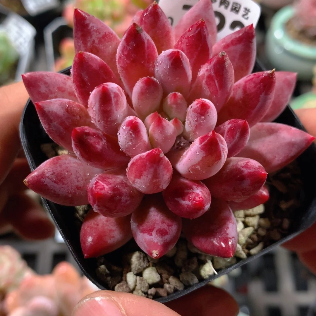 5CM拇指盆精控多肉ZO723