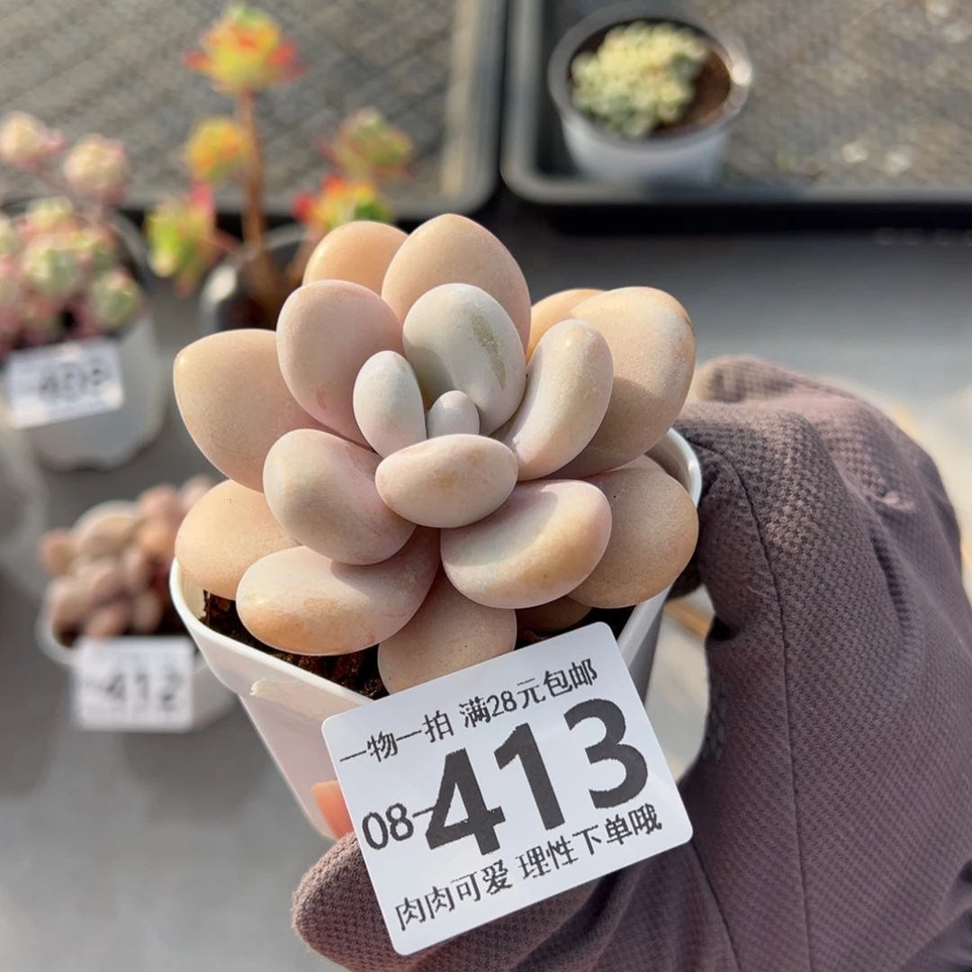 粉兔多肉多肉多肉多