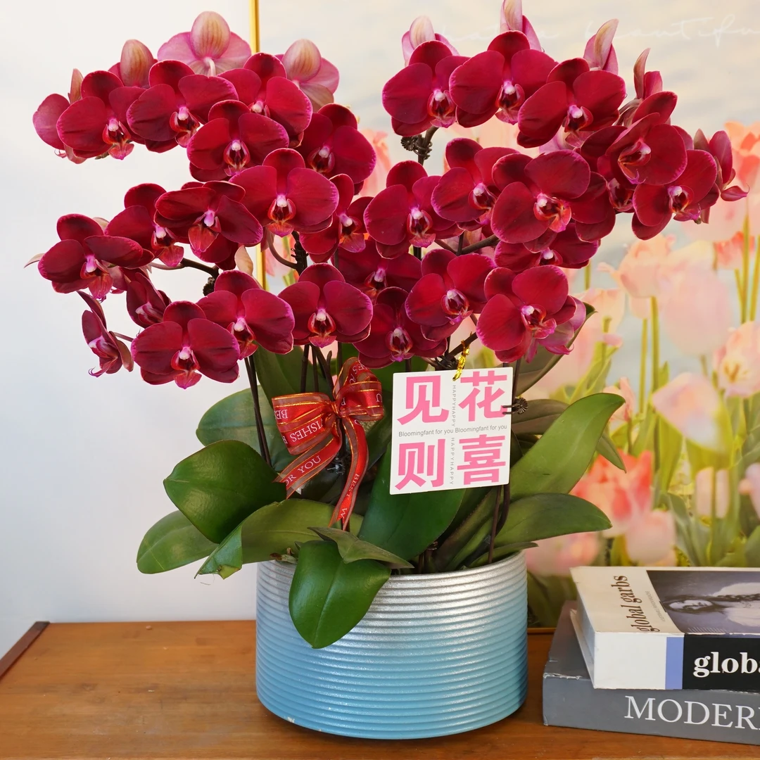 【红宝石】蝴蝶兰鲜花精致组盆 开花株 室内绿植 养兰基地直发