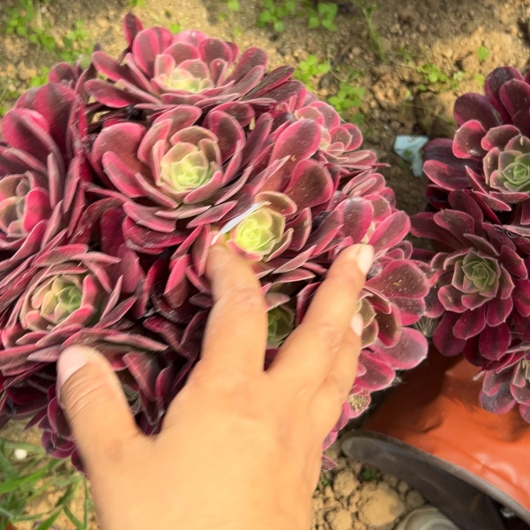893凤冠多肉植物系