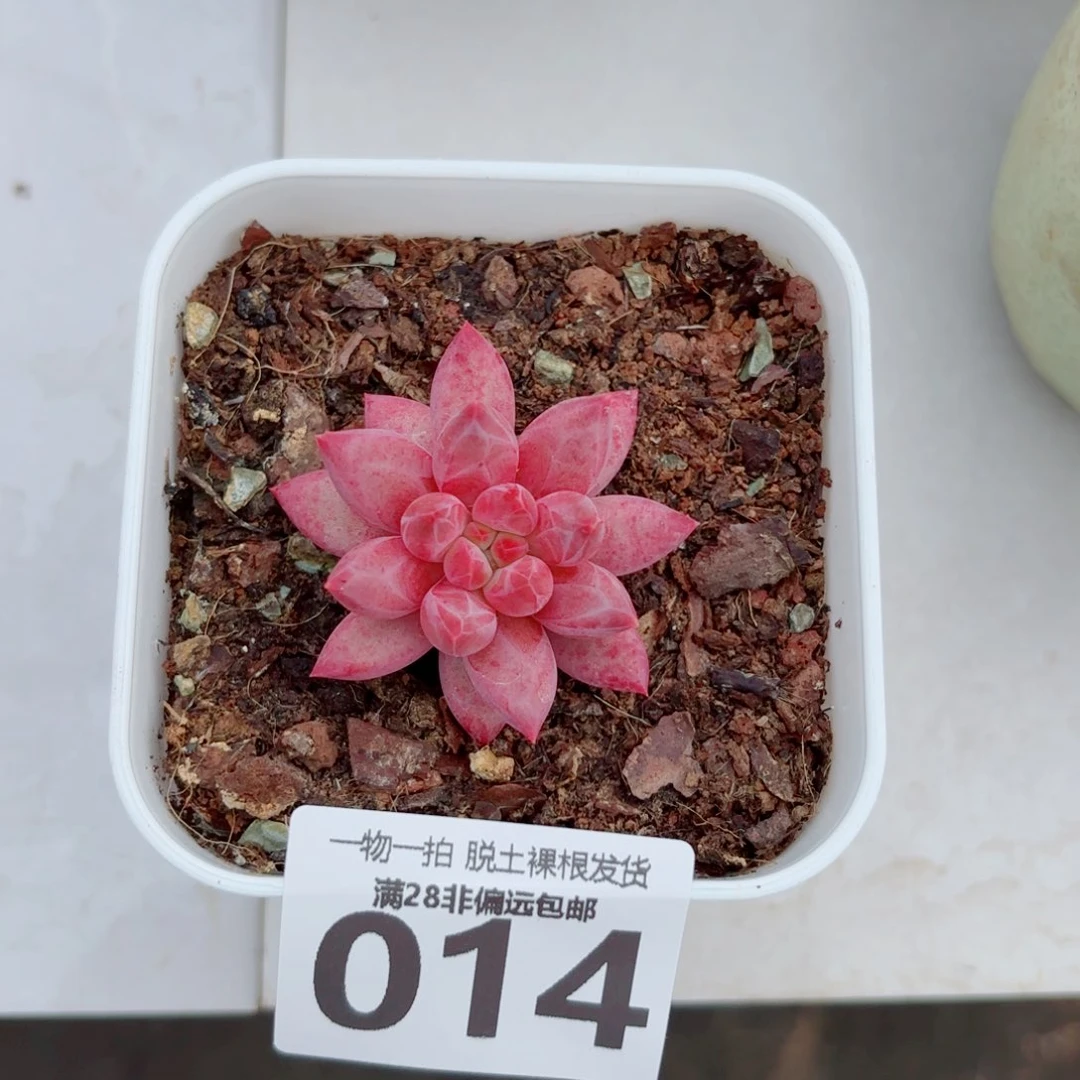 金鱼姬单头多肉多肉多肉