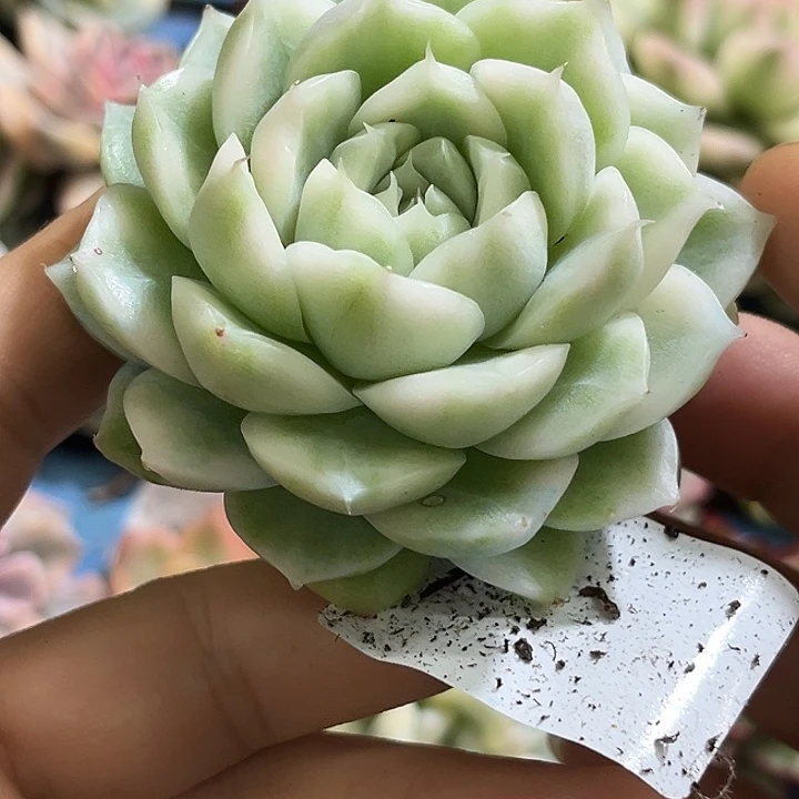 363大包子麦秆高白瓷锦