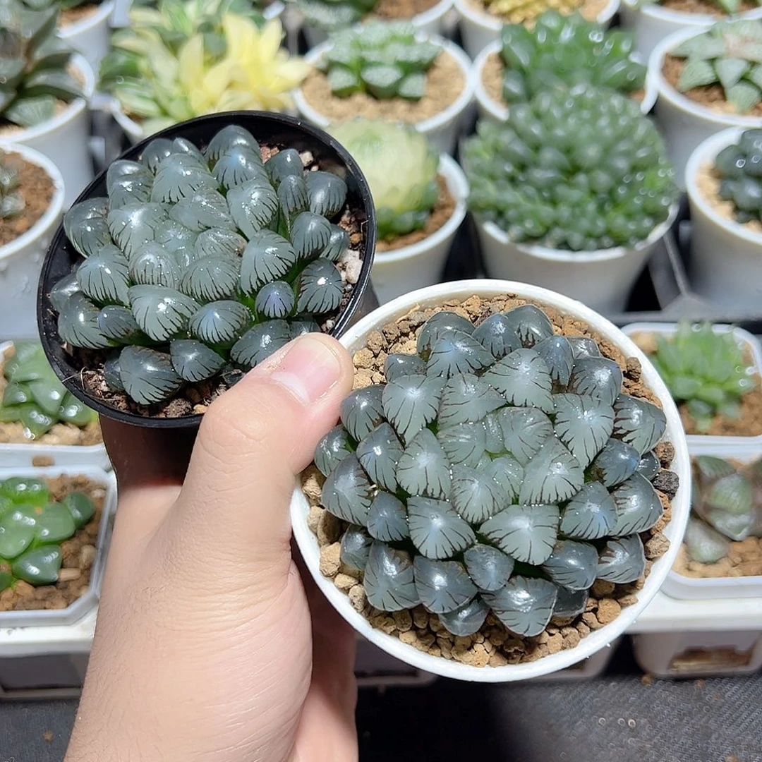 新****间一物一拍两颗大冰灯