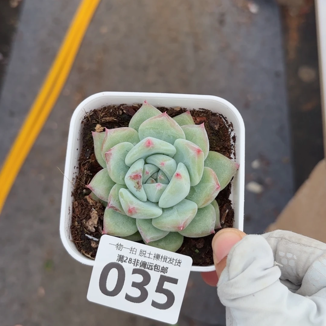 白拉糖多肉无盆土发货