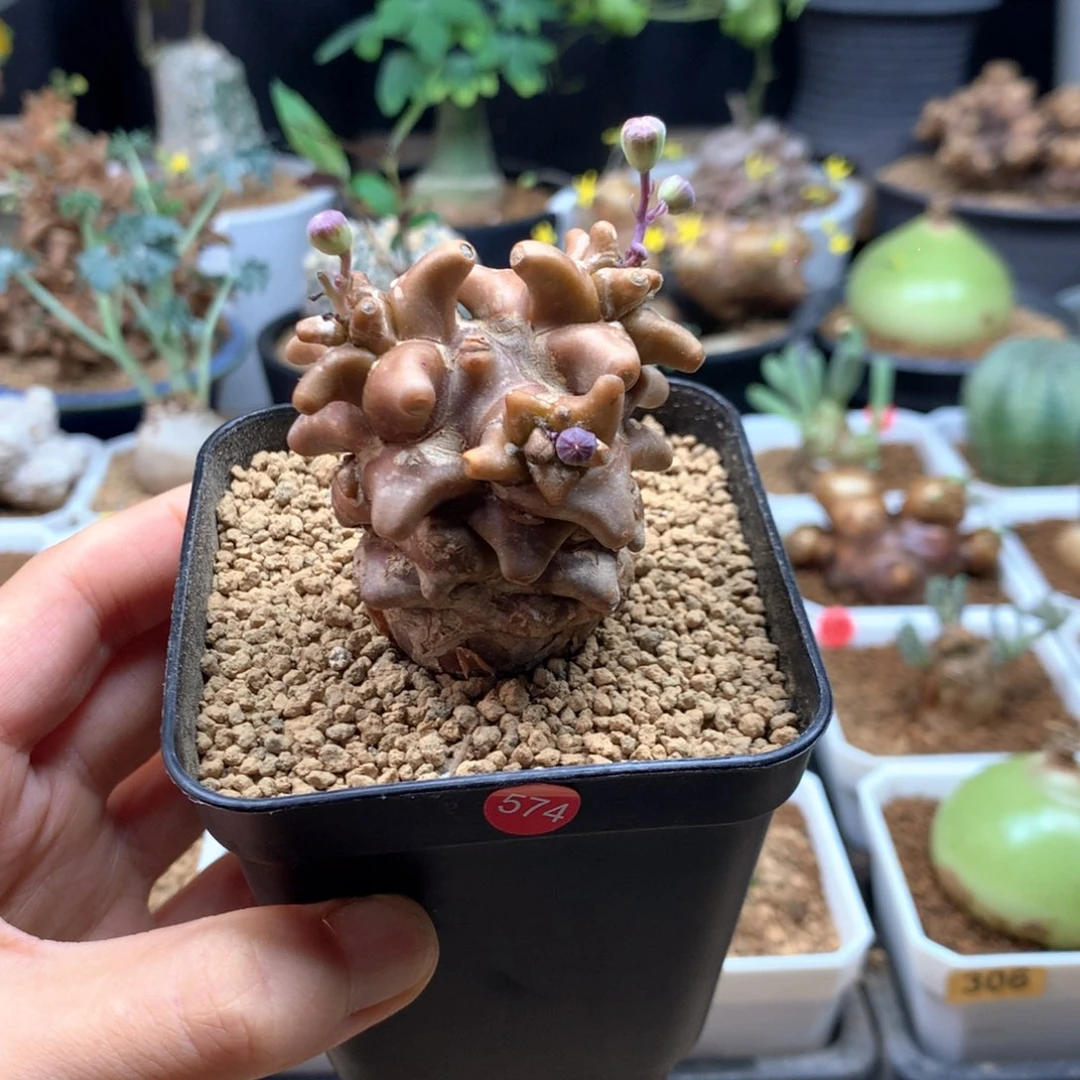 蛮鬼塔厚敦菊带盆574