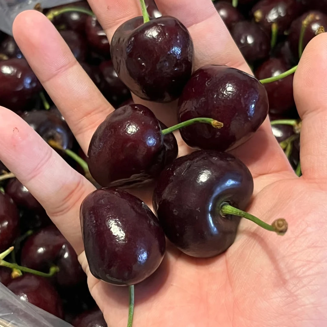 智利海运桑提娜3JJJ 5斤装车厘子智利