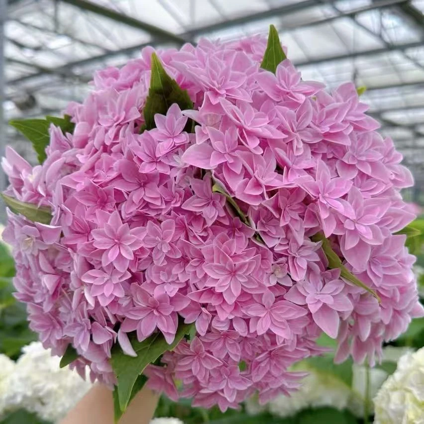 【小盆绣球】一年桩带花苞发货包对版室内桌面盆栽