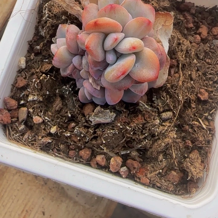 奶茶变异1颗多肉