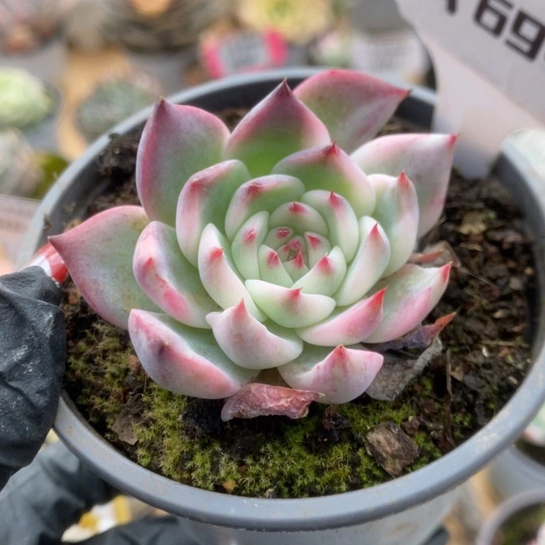 694吉娃娃锦锦锦锦锦锦