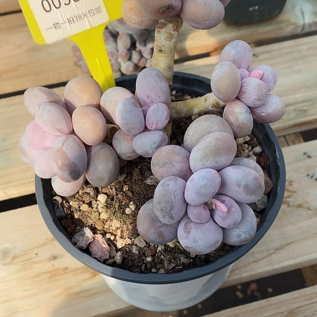 539天一社区咯哦哦蜗牛