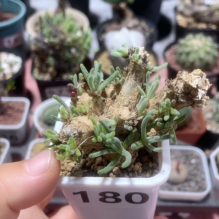 180天赐块根植物，