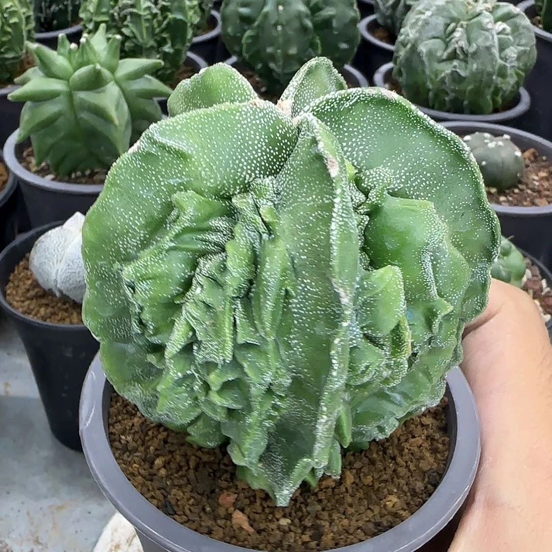 核桃鸾凤玉实生005