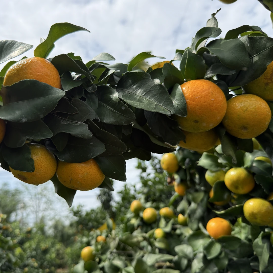 升级保险版1瓶250ml兑水500斤仅供实验柑橘着色特殊生物叶面肥
