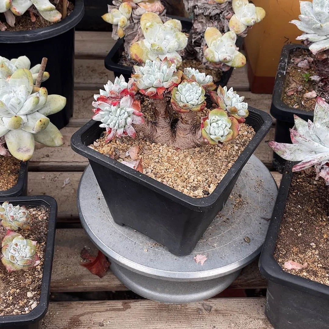 晨溪园艺仙女杯呀