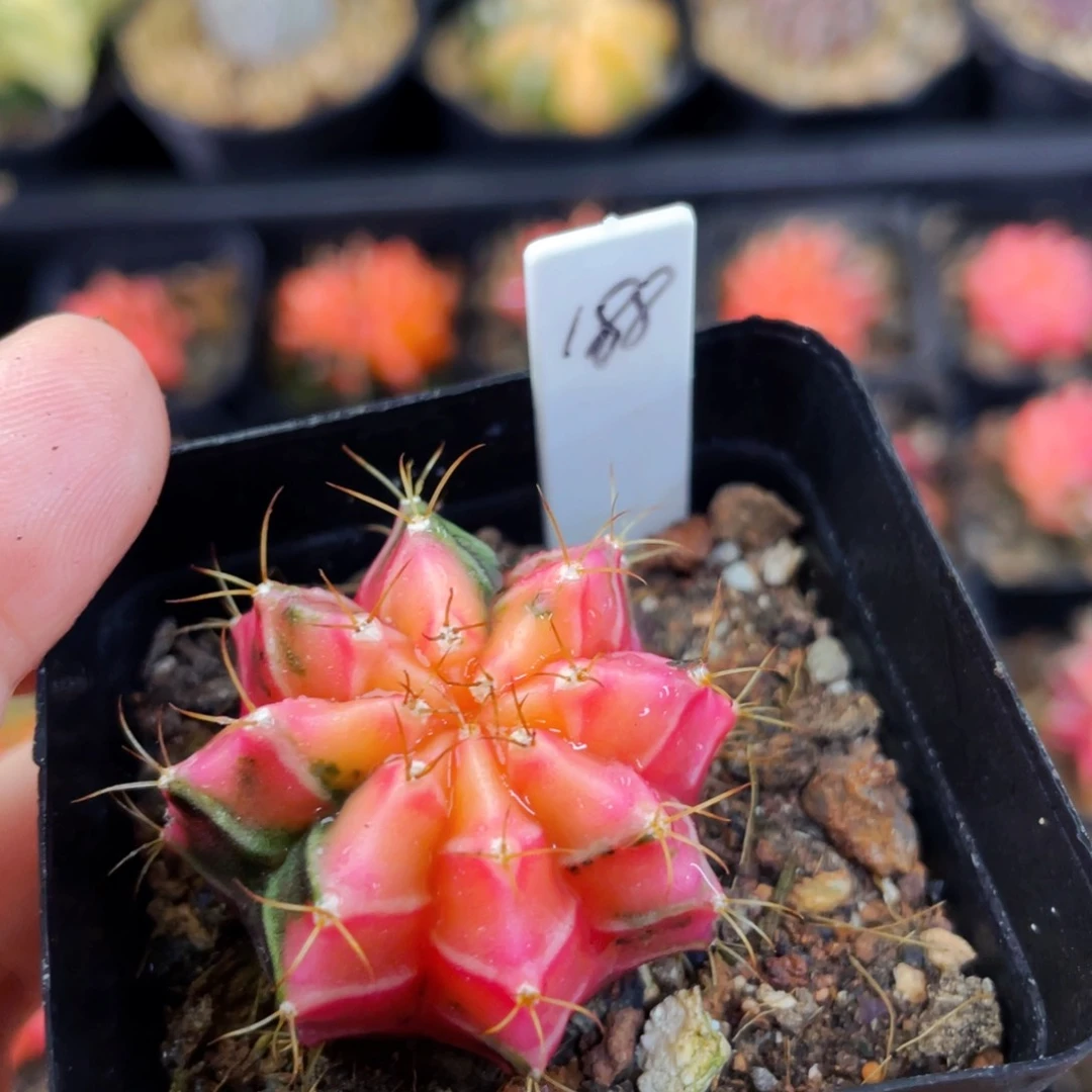 幸*文盆5公分满25包邮裸根发货