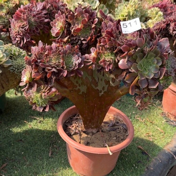 玉***儿欧嘉莉法师锦缀化511