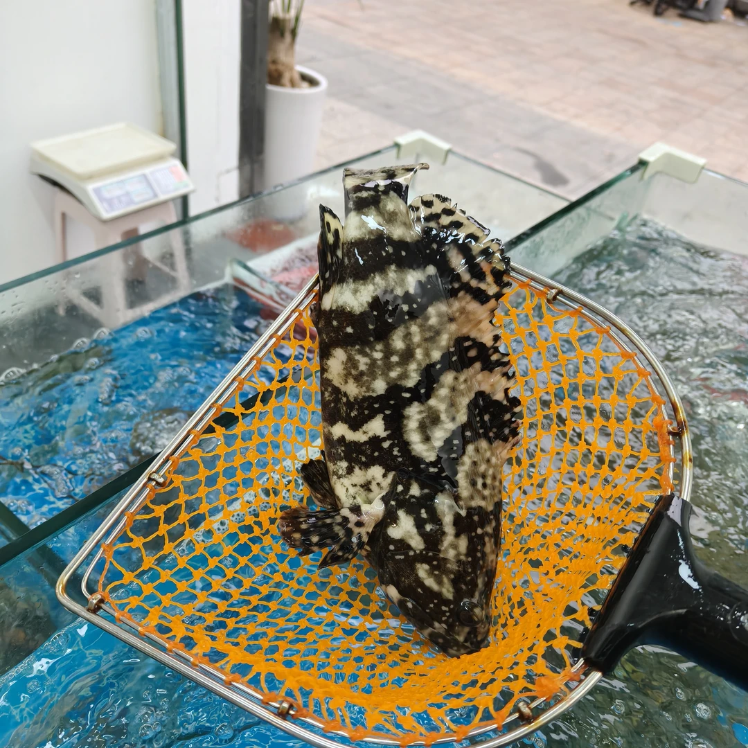 鲜活龙胆500g/条