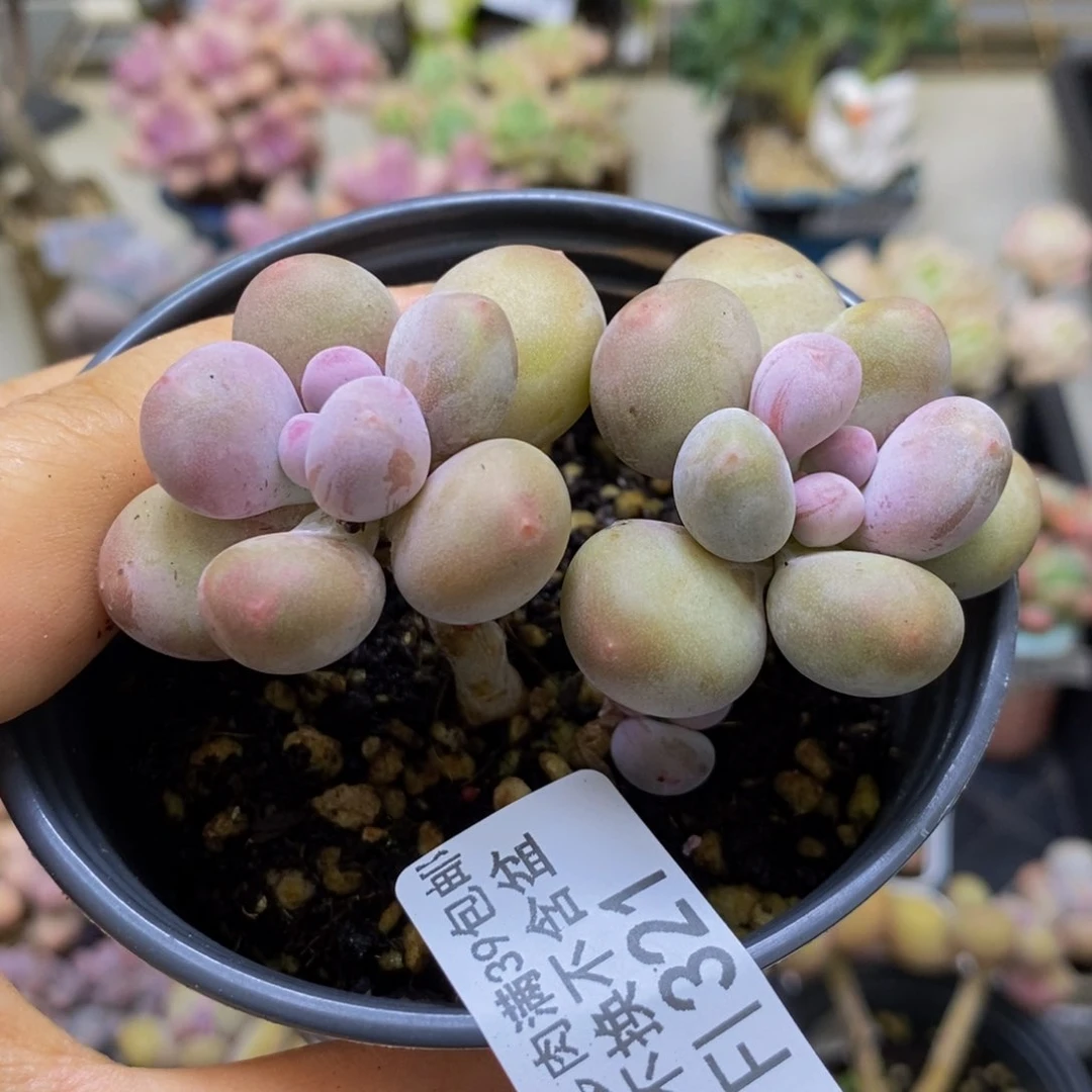 321 蛋黄奶6厘米