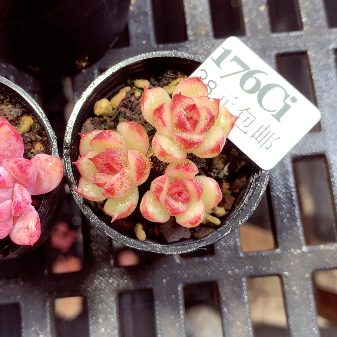 5厘米盆精控多肉176