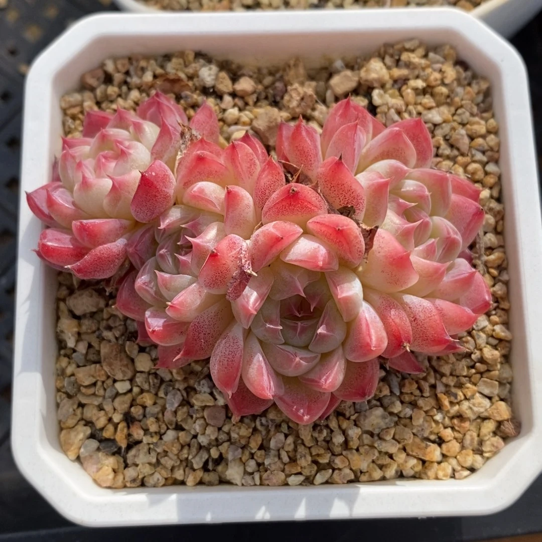 一物一拍多肉植物-下滑链接更多品种选择