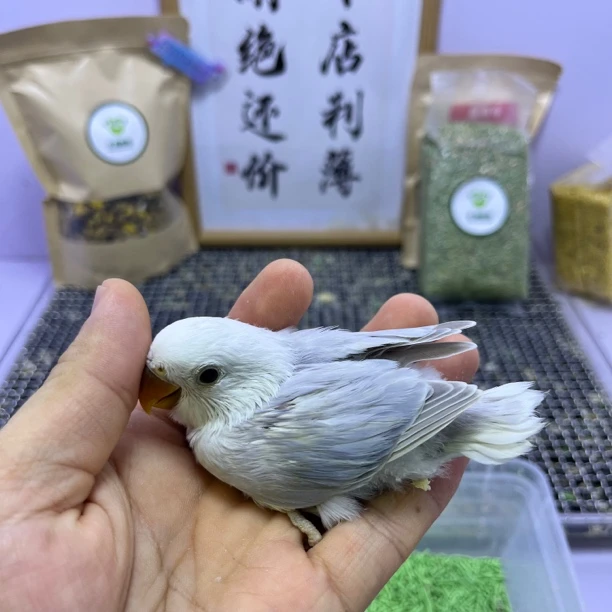 牡丹鹦鹉-精品重色紫伊莎公G05964