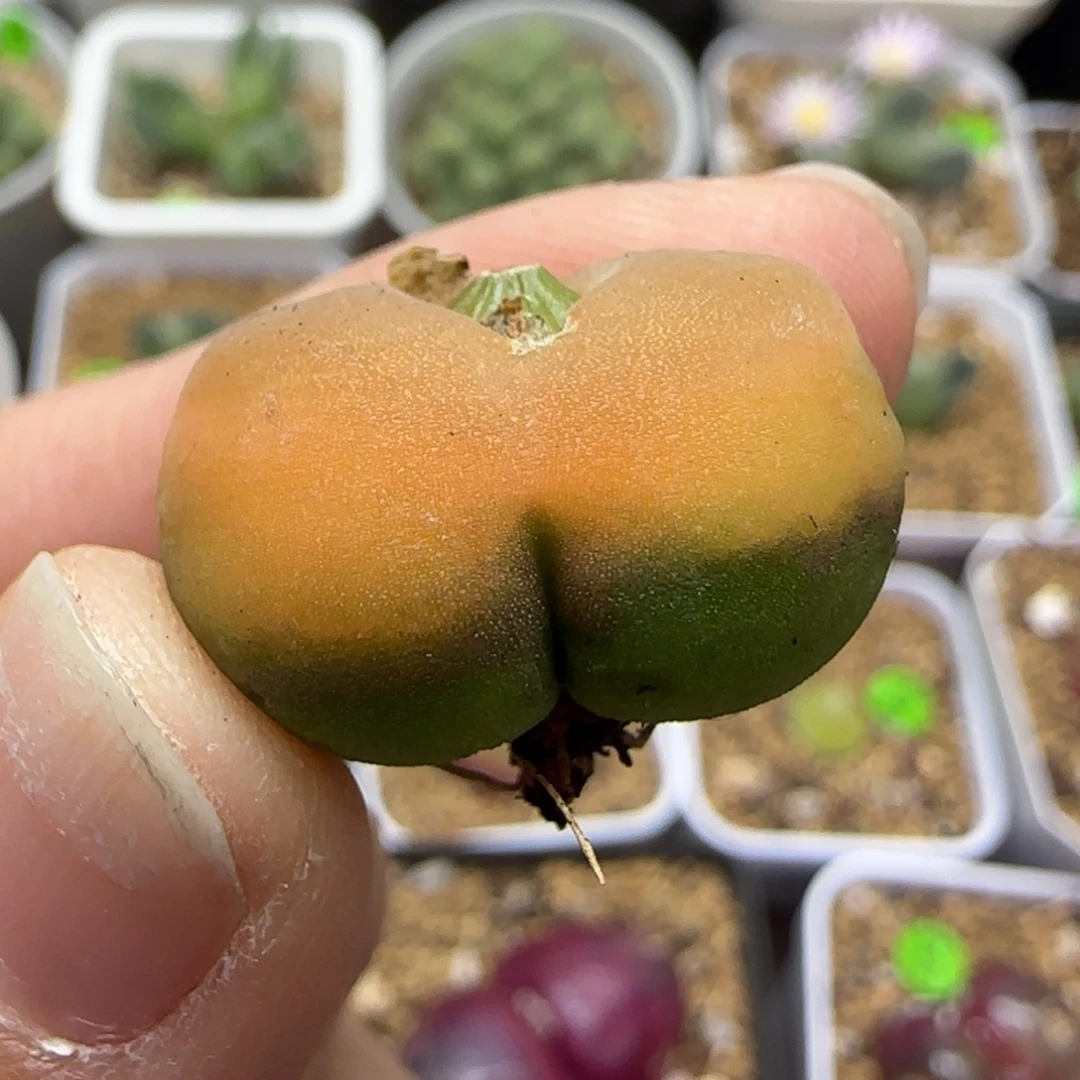 漂亮贴地飞2.2cm多肉496