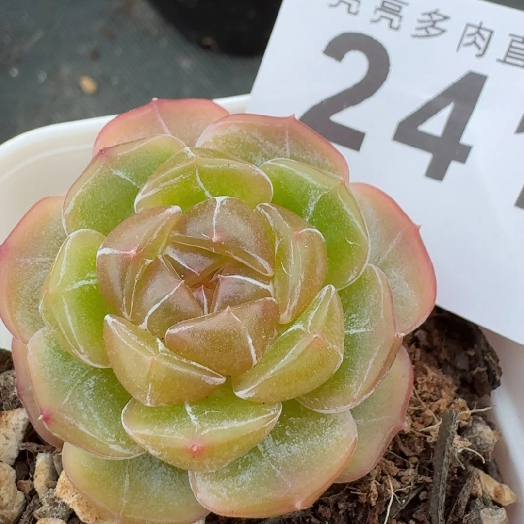 冰晶恋          开播福利