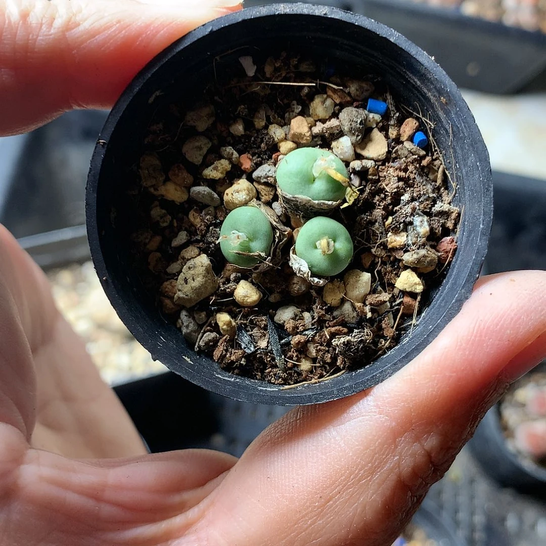 H428多肉植物保护