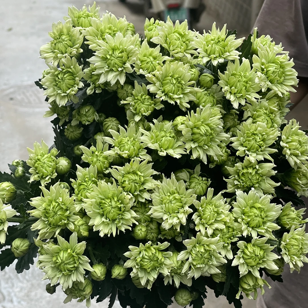 滇之翠羽雏菊 10枝全店任意5单一个邮费