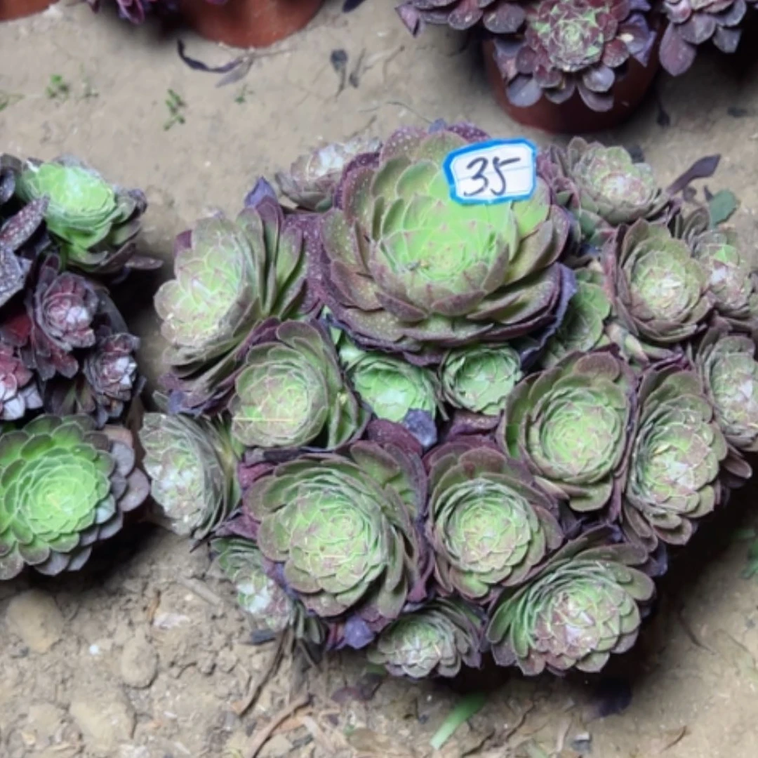 【闪购商品】多肉植物万圣节35