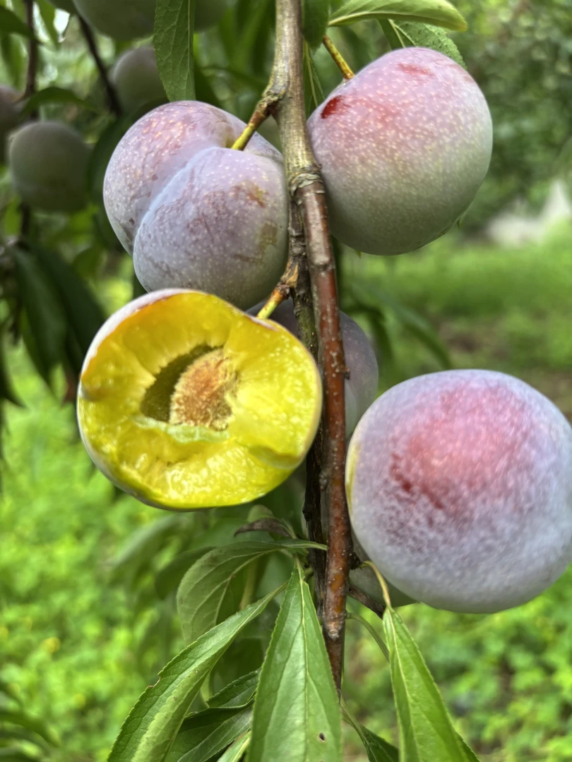 四川半边红李子脱骨李子5斤