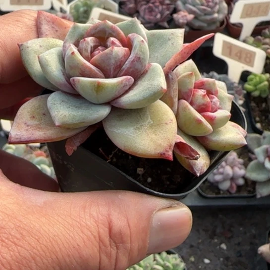 p***m49德国香槟多肉植物多