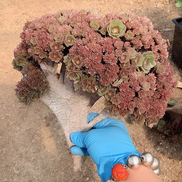 万朵朵无根直接发货