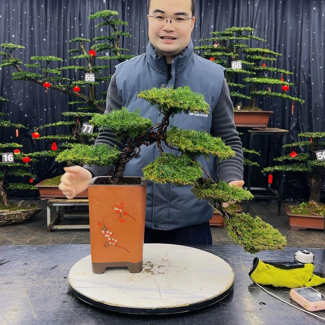 松树柏树造型盆景