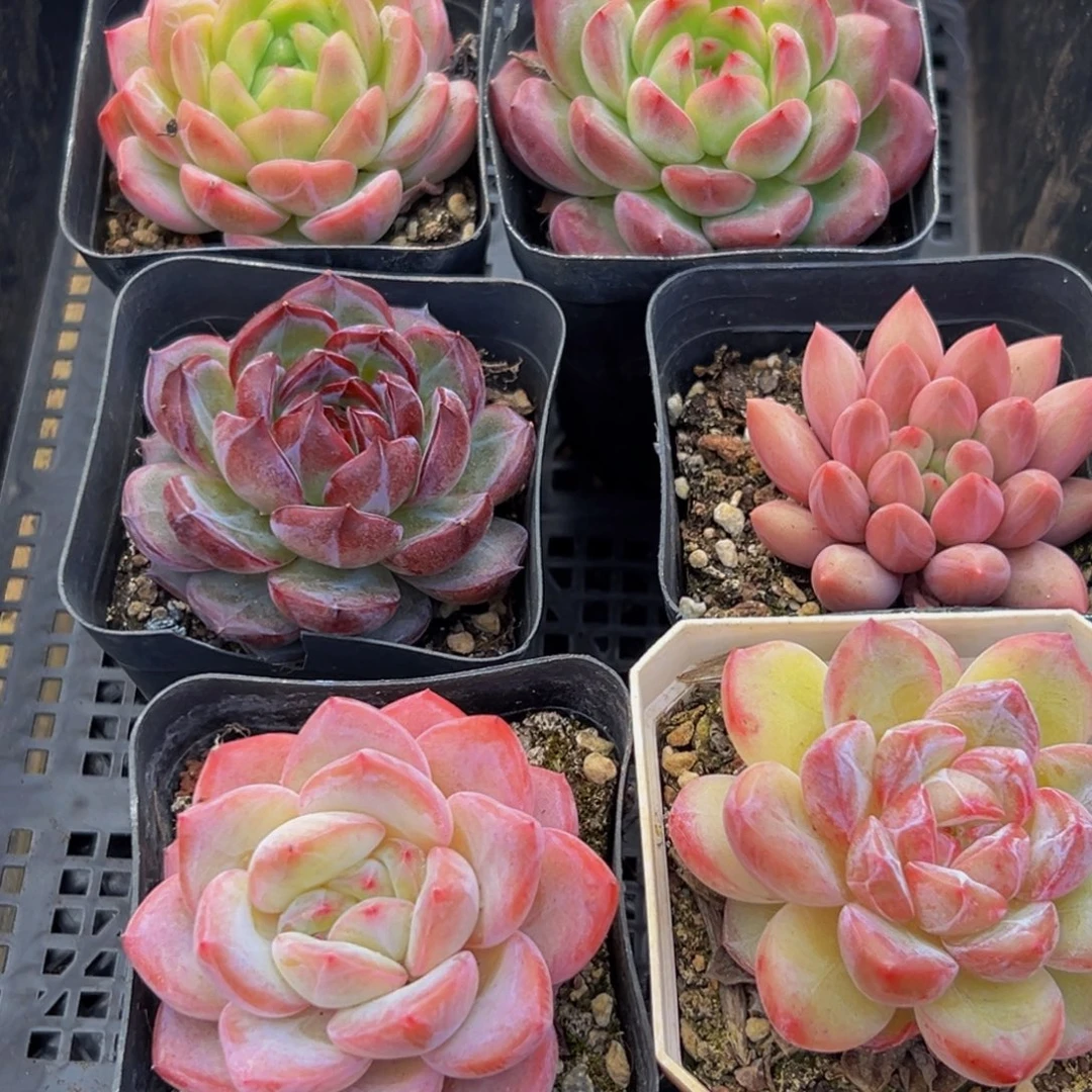 758得了一种病的人是