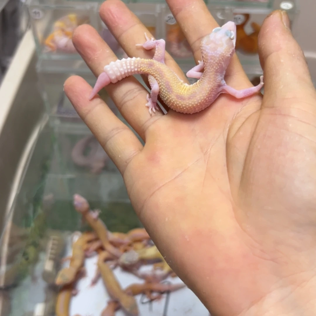 豹纹守宫红眼暴龙
