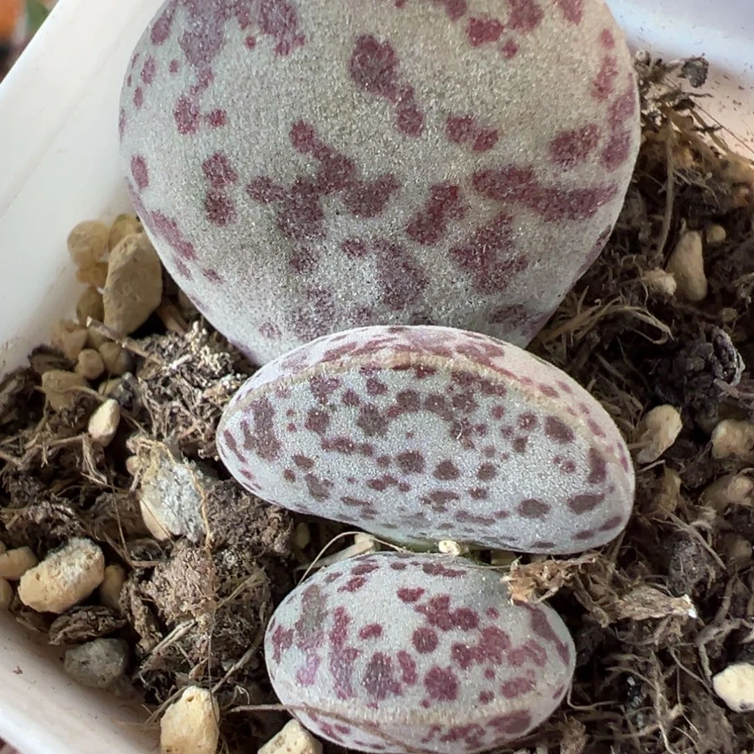 花蛋水泡多肉植物水泡