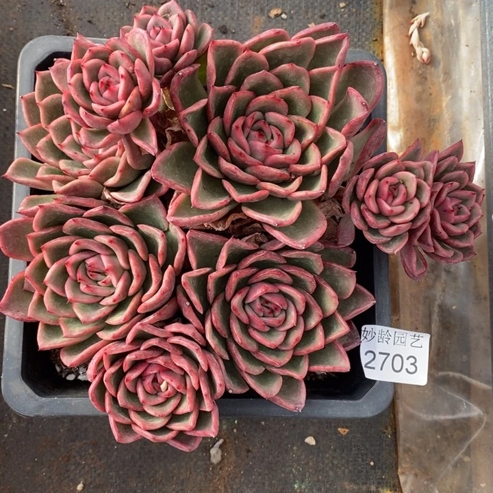 春***@2703不包整散掉头不售后～16厘米