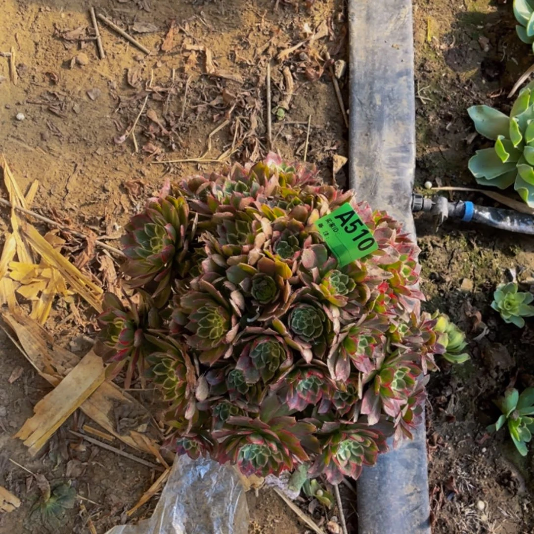 莲花法师朵朵5-12