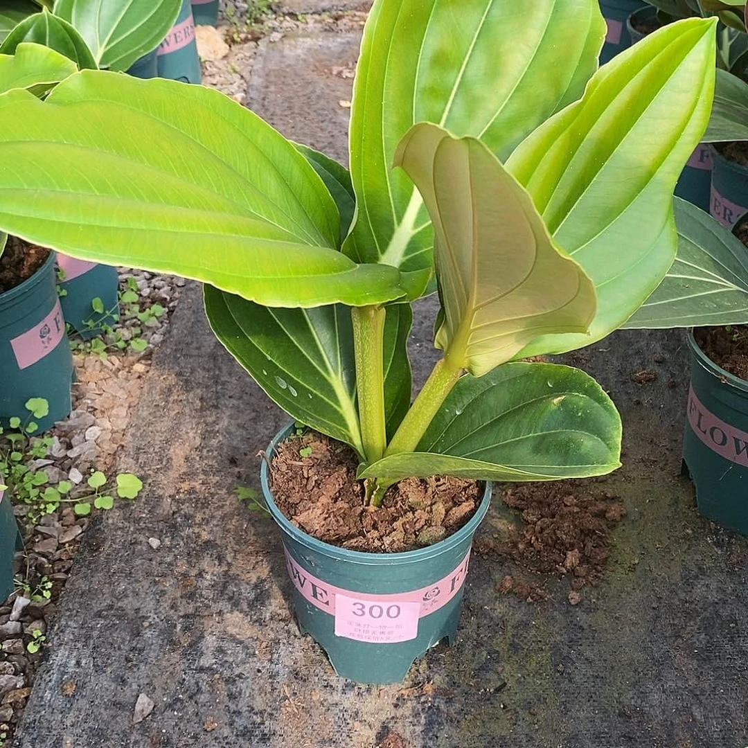 木本植物人****花木本花卉300