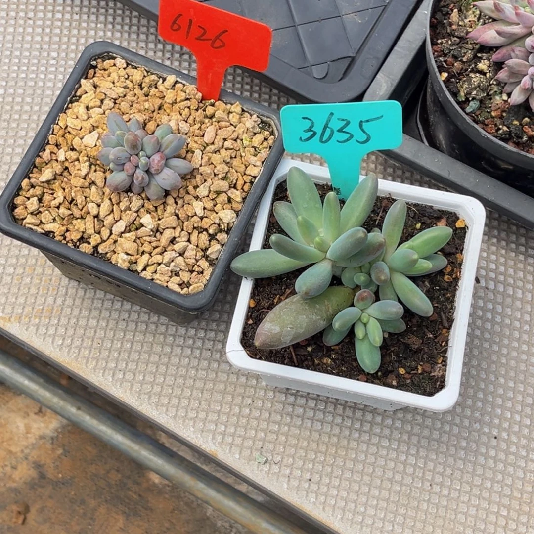 小***伴6126.3635号上午多肉植物群生多肉