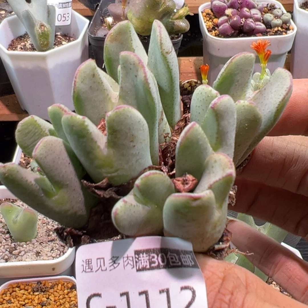 多肉植物11111111111