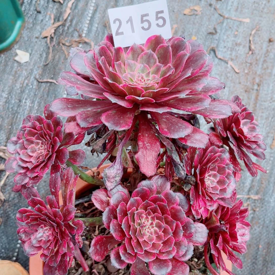 不认识多肉发货发货