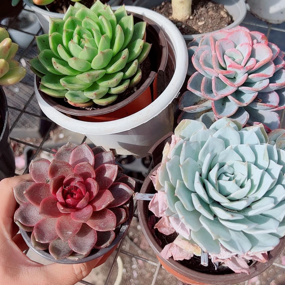 绿水鬼，美尻，糖心玫瑰，薄叶蓝鸟