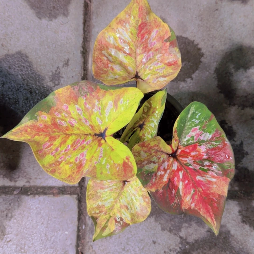 28-0830泰国发货变形金刚